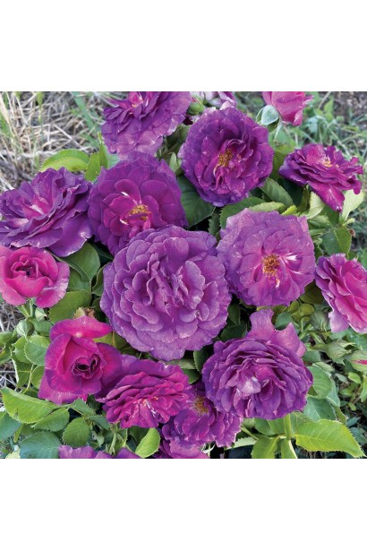 Троянда Мінерва - від темно-лілових до темно-фіолетових відтінків